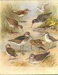 Original Old Antique Print Cormorant Meyer H/C Birds 1842-50 19th