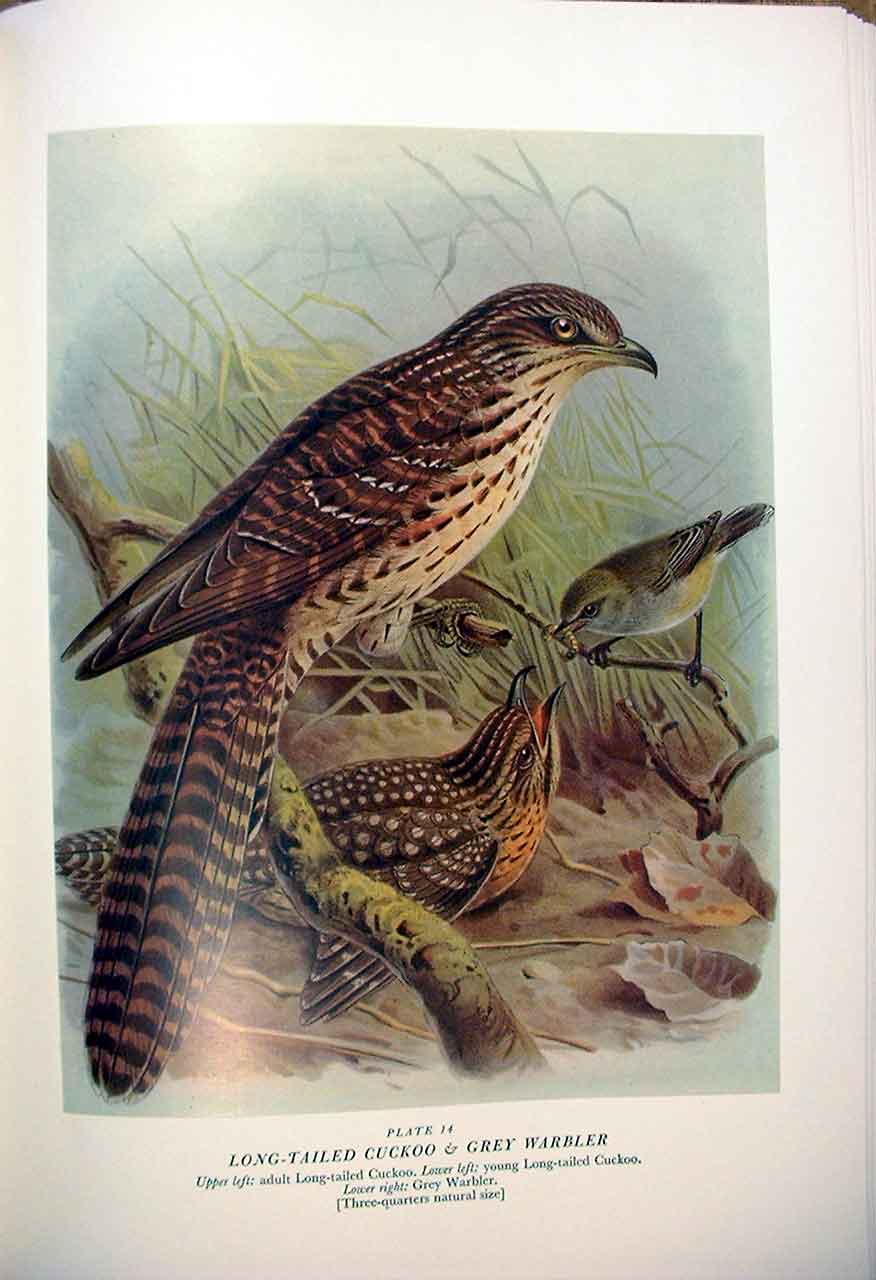 Original Old Antique Print Cuckoo & Warbler Buller'S Birds New Zealand