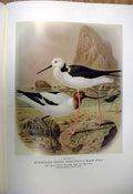 Original Old Antique Print Avocet & Stilt Buller'S Birds New Zealand 0