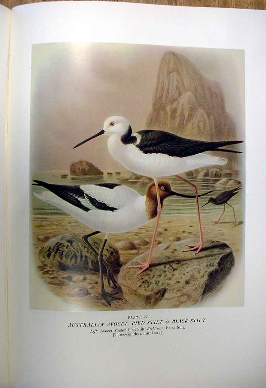 Original Old Antique Print Avocet & Stilt Buller'S Birds New Zealand 0