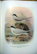Original Old Antique Print White Front Tern & Buller'S Birds New Zealand 0