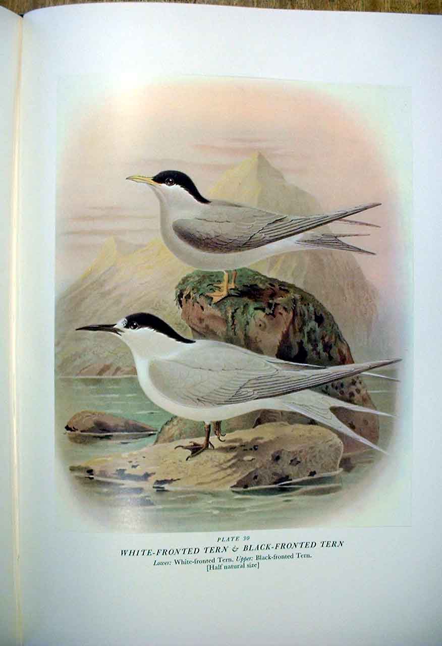 Original Old Antique Print White Front Tern & Buller'S Birds New Zealand 0