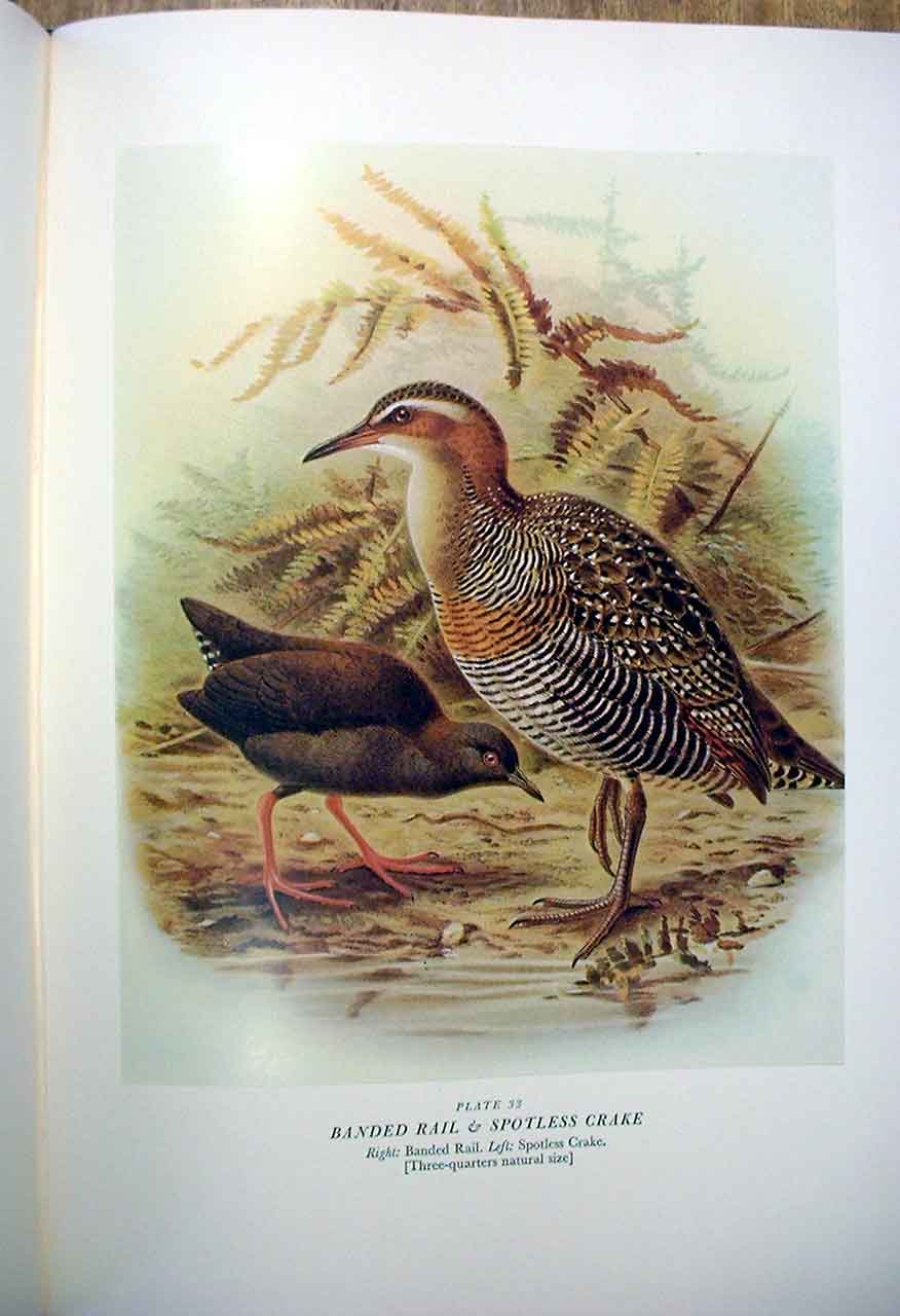 Original Old Antique Print Rail & Crake Buller'S Birds New Zealand 0