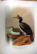 Original Old Antique Print Chatham Island Shag Buller'S Birds New Zealand 0