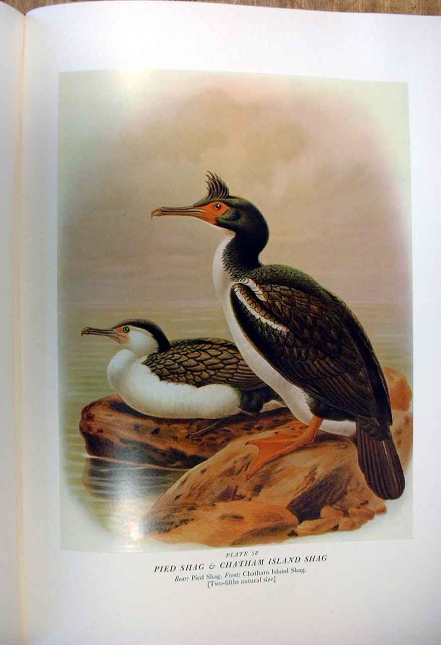 Original Old Antique Print Chatham Island Shag Buller'S Birds New Zealand 0