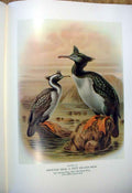 Original Old Antique Print Pitt Island Shag Buller'S Birds New Zealand 0