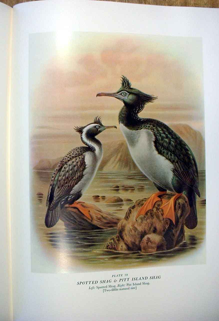 Original Old Antique Print Pitt Island Shag Buller'S Birds New Zealand 0