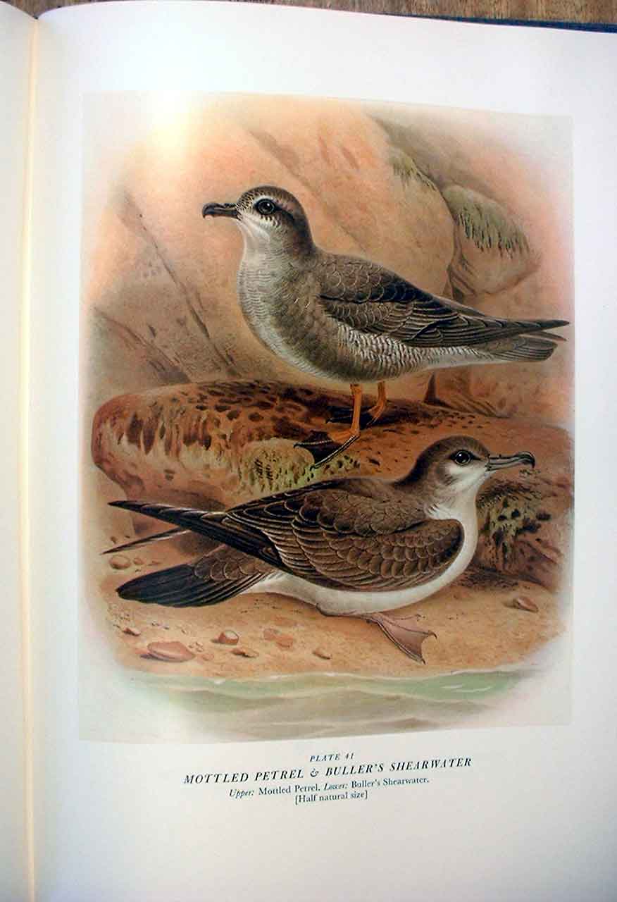 Original Old Antique Print Mottled Petrel Buller'S Birds New Zealand