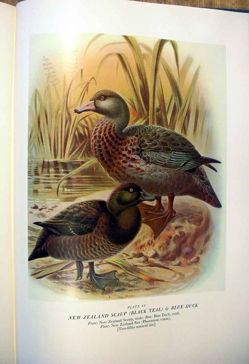 Original Old Antique Print N Z Scaup Buller'S Birds New Zealand