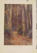 Original Old Antique Print Painting By Haslehust The Cathedral Forrest Trees