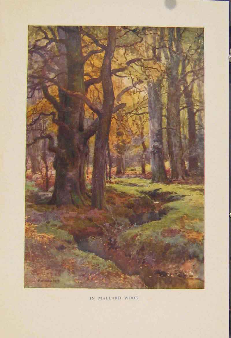 Original Old Antique Print Painting By Haslehust Mallard Wood