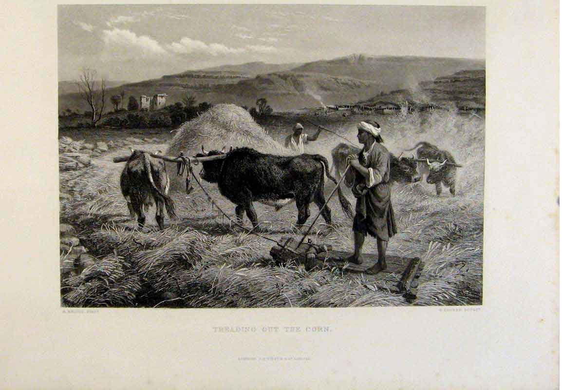 Original Old Antique Print The Holy Bible Treading Out The Corn Steel Engraving