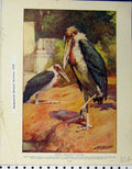 Original Old Antique Print 1910 Indian Adjutant Storks Wild Ducks Mallards 20th