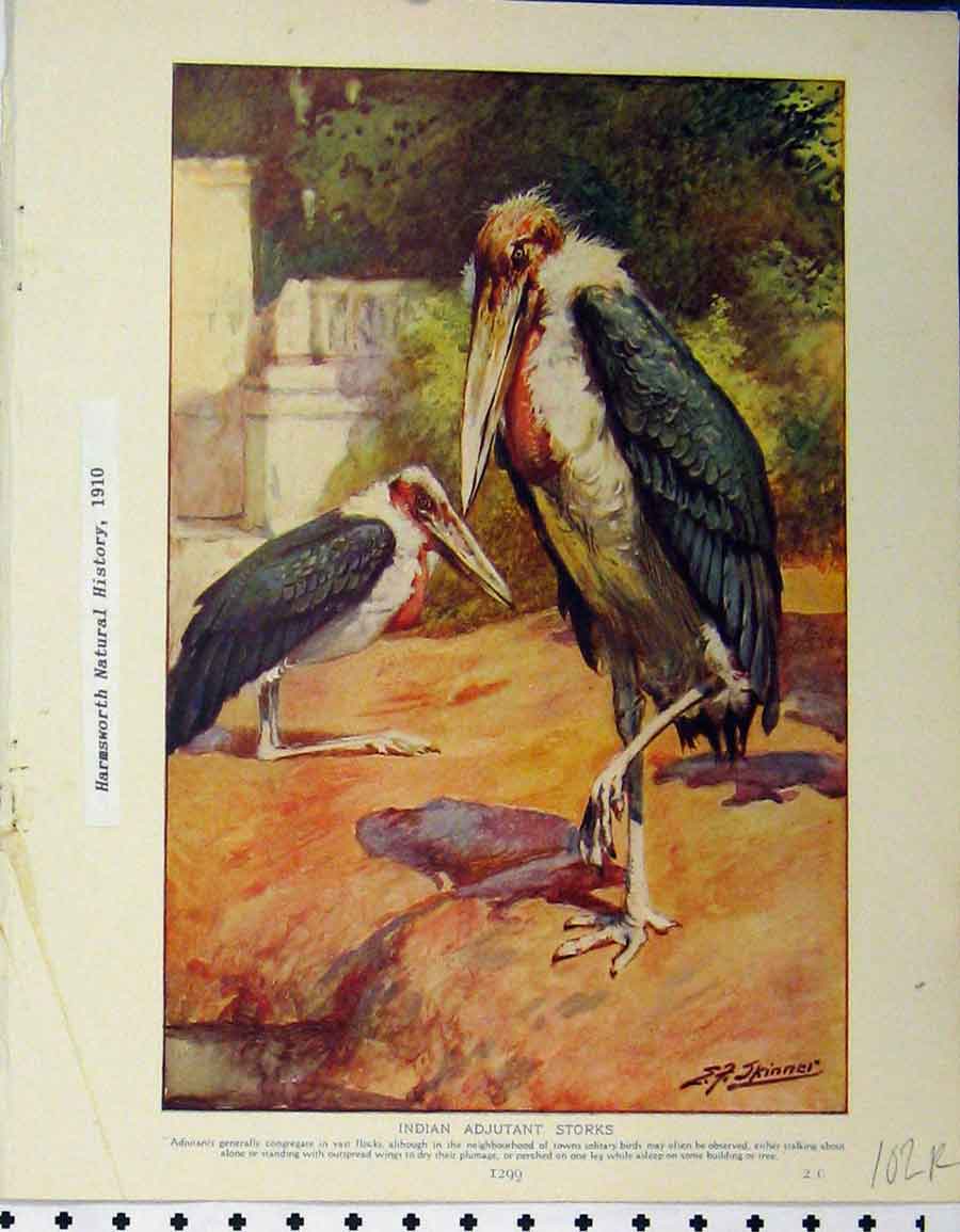 Original Old Antique Print 1910 Indian Adjutant Storks Wild Ducks Mallards 20th