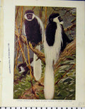 Original Old Vintage Print Guereza Monkeys Mantles 1926 Python Killing Parrot