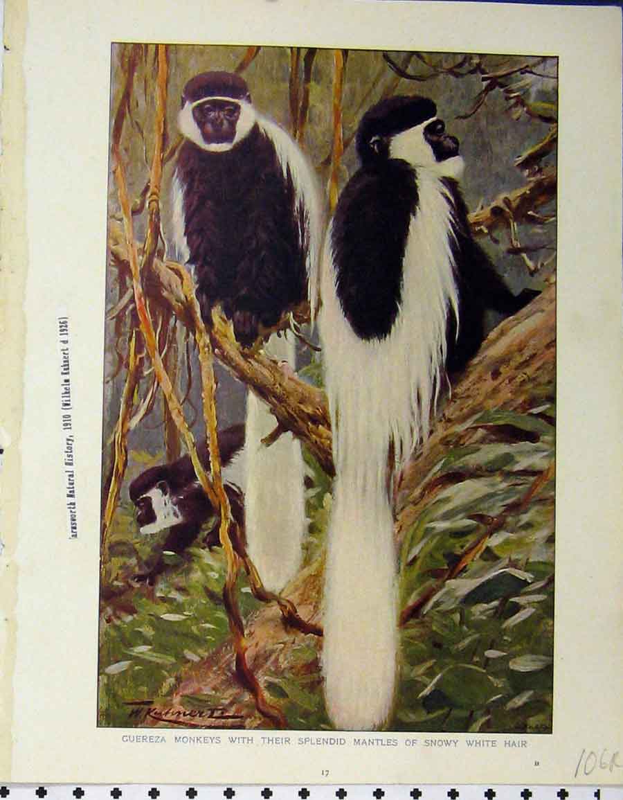 Original Old Vintage Print Guereza Monkeys Mantles 1926 Python Killing Parrot