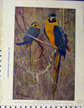 Original Old Vintage Print 1926 Blue Yellow Macaw Duckbill Australia 20th