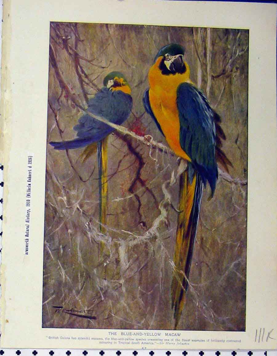 Original Old Vintage Print 1926 Blue Yellow Macaw Duckbill Australia 20th