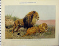 Original Old Vintage Print Lion Lioness Sighting Prey 1926 Butterflies Insects