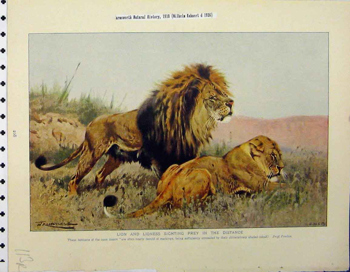 Original Old Vintage Print Lion Lioness Sighting Prey 1926 Butterflies Insects