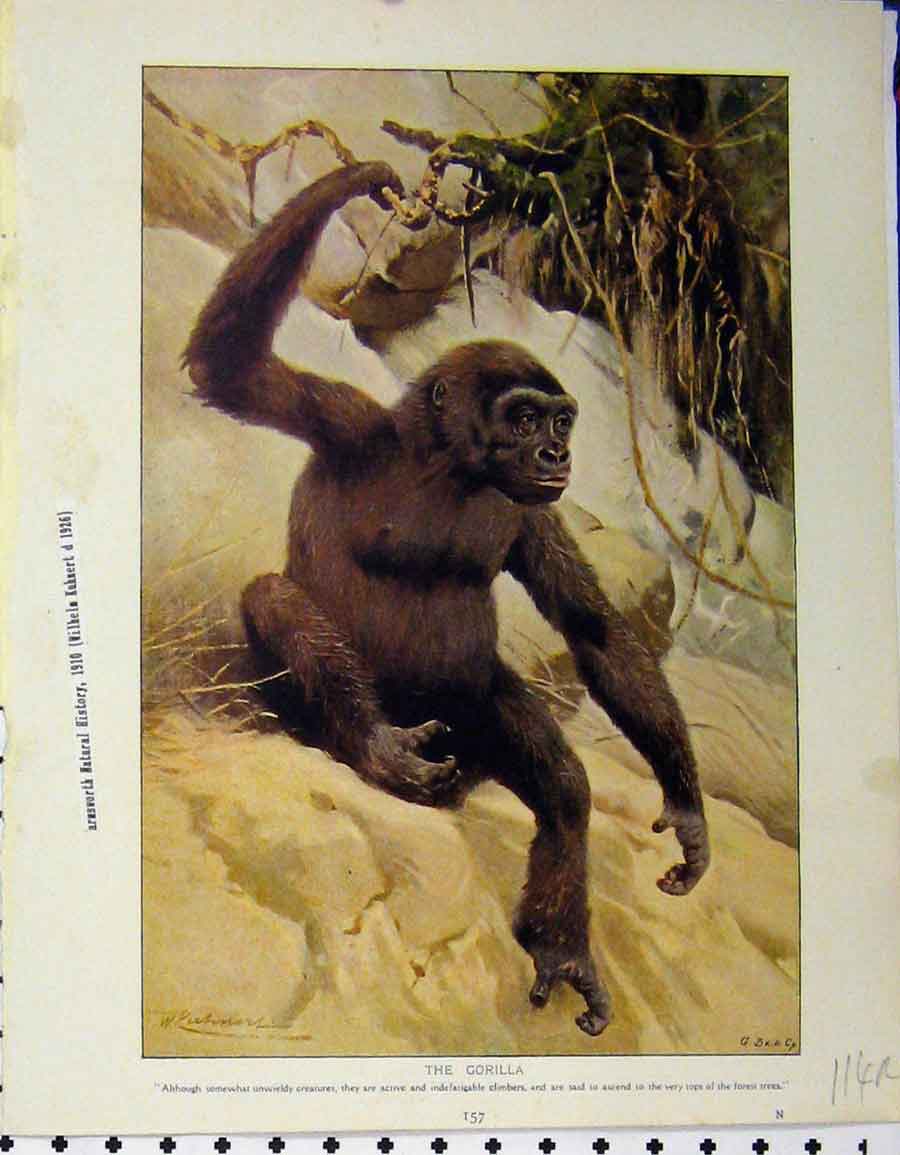 Original Old Vintage Print Gorilla 1926 Orang-Utan Wild Animals Natural History