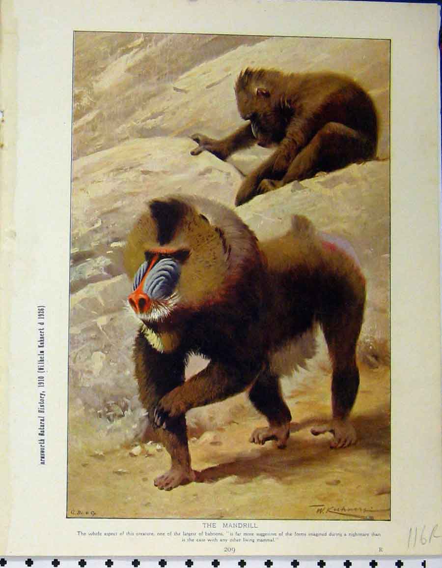 Old Vintage Print Mandrill 1926 Babbobs Rocky Home Animal Natural History 20th