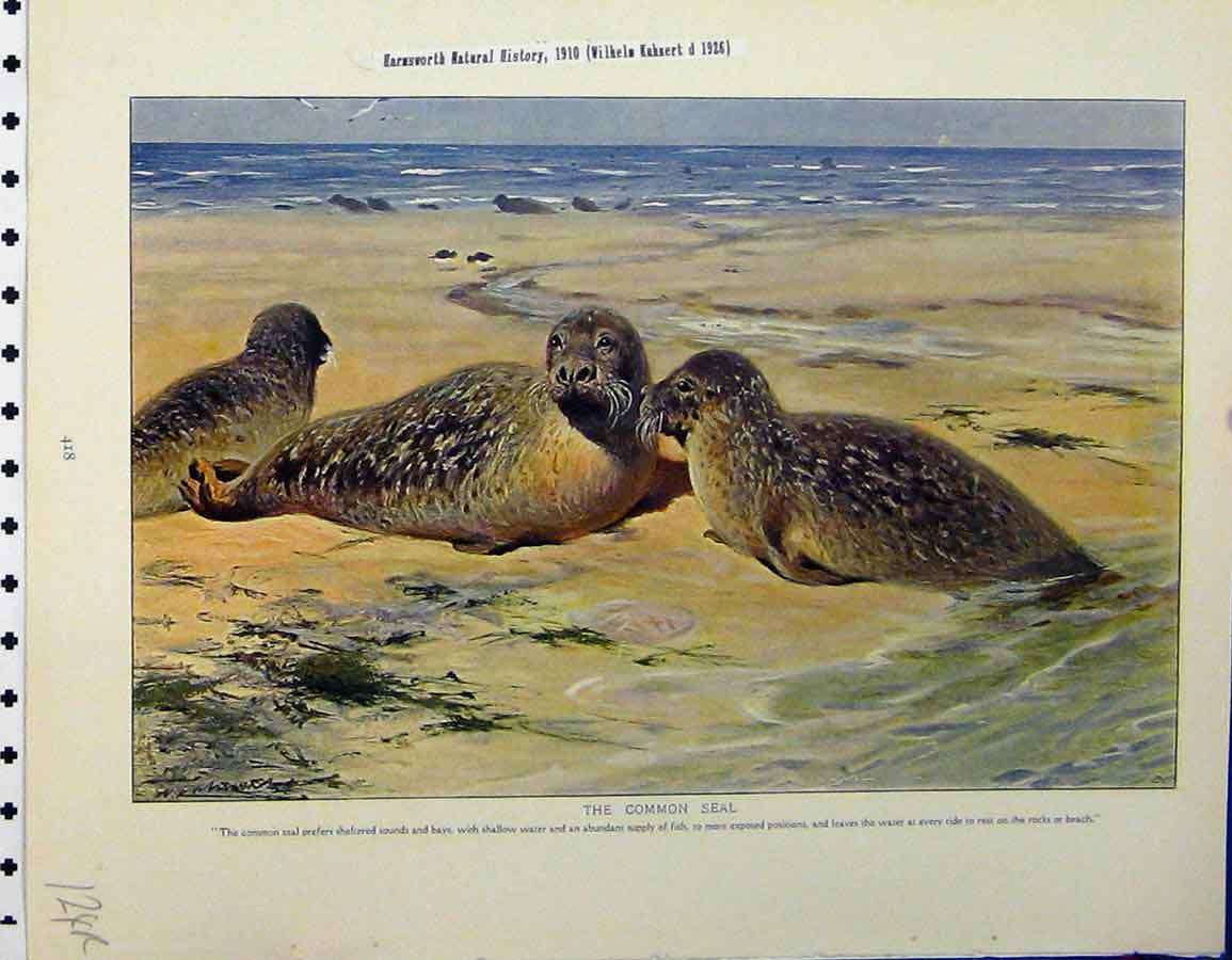 Original Old Vintage Print 1926 Common Seal Pine Martin Bird Natural History