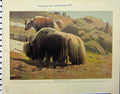 Original Old Vintage Print Domesticated Yak 1926 Harvest Mice Natural History