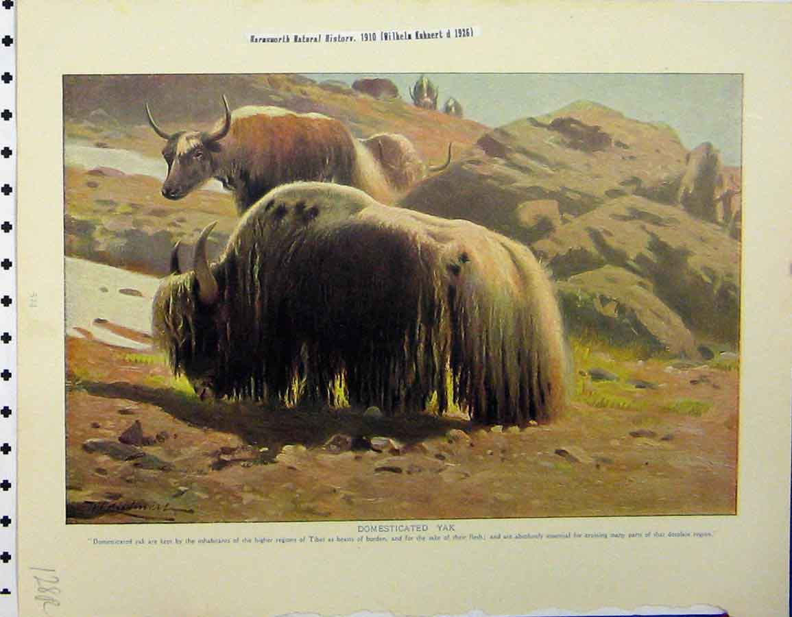 Original Old Vintage Print Domesticated Yak 1926 Harvest Mice Natural History