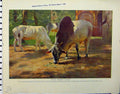 Old Vintage Print 1926 Indian Humped Cattle Hares Country Natural History 20th