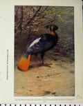 Original Old Vintage Print 1926 Monal Bridge Bird Moor-Hen Water-Rail Cornrake