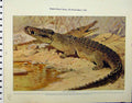 Original Old Vintage Print 1926 Nile Crocodile Wall-Lizards Wild Animals 20th