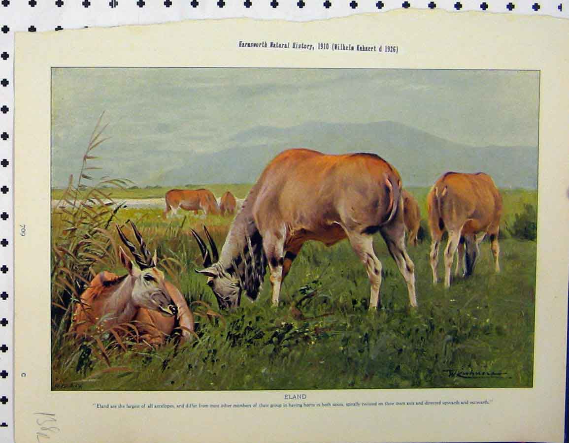 Original Old Vintage Print 1926 Eland Kudu Wild Animals Country Natural History