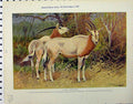 Original Old Vintage Print 1926 Sable Antelopes Springbuck Natural History 20th