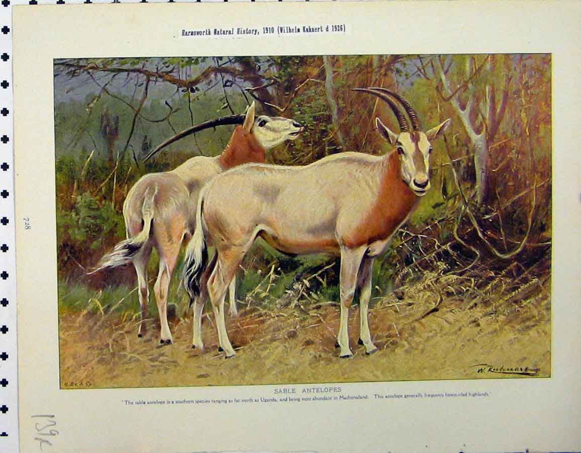 Original Old Vintage Print 1926 Sable Antelopes Springbuck Natural History 20th