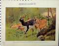 Original Old Vintage Print 1926 Blackbuck Waterbuck Animals Natural History