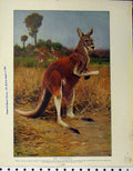 Original Old Vintage Print 1929 Red Kangaroos Great Ant Eater Animals 20th