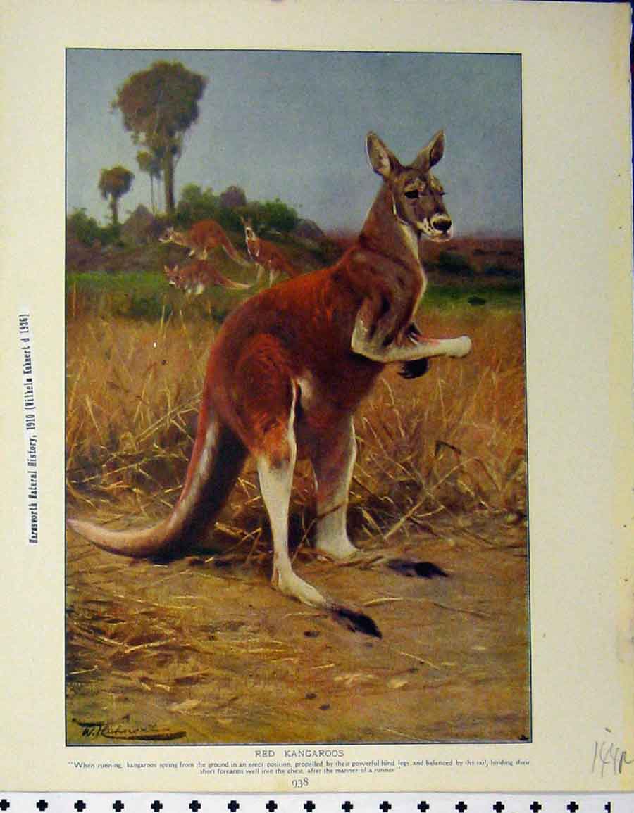 Original Old Vintage Print 1929 Red Kangaroos Great Ant Eater Animals 20th