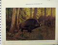 Original Old Vintage Print 1926 Wild Swine Country River Hogs Natural History