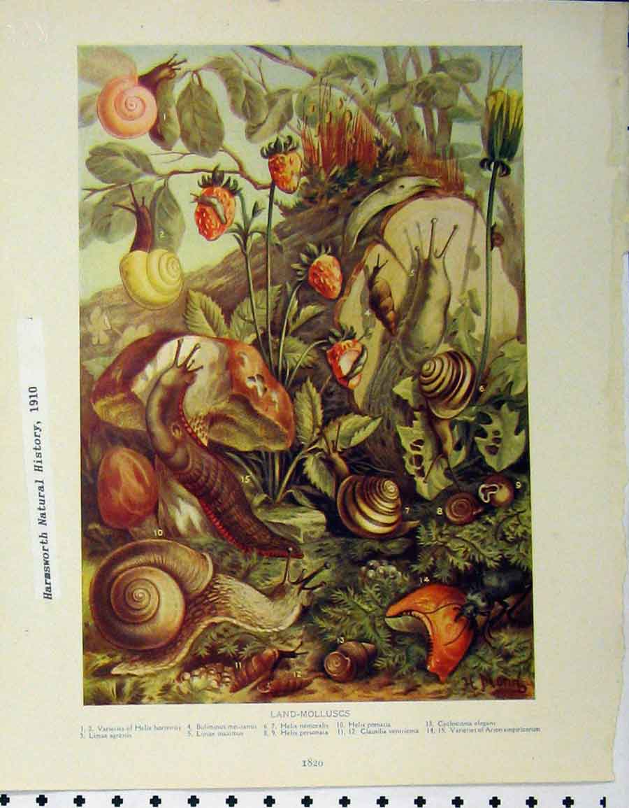 Old Antique Print Land-Molluscus 1910 Actinoloba Dianthus Grisea Physalia 20th