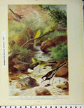 Original Old Antique Print Water Ouzel Pied Wagtails 1910 Wheater Stonechat