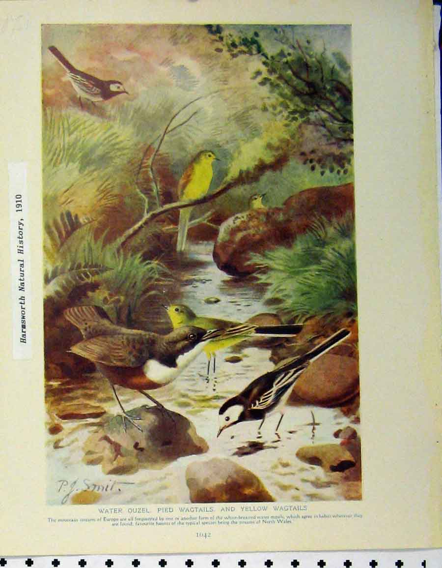 Original Old Antique Print Water Ouzel Pied Wagtails 1910 Wheater Stonechat