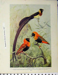 Original Old Antique Print Weaver Birds Egss Nests British 1910 Natural History