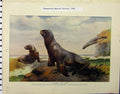 Original Old Antique Print 1910 Hookers Sea Lion White Nosed Coatis Animals