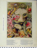 Original Old Antique Print Living Flowers Sea 1910Panopyra Maculata Myzonema