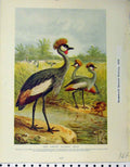 Original Old Antique Print East African Balearic Crane 1910 Florican Bustard