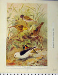Original Old Antique Print 1910 Birds Lapland Reed Bunting Desert Finches Larks