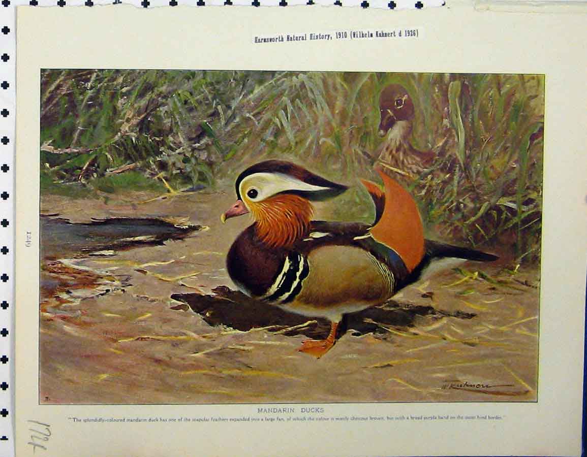 Original Old Vintage Print 1926 Mandarin Ducks Night-Herons Whale-Headed Stork