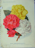 Original Old Antique Print 1911 Double Tuberous-Rooted Begonias Flowers 20th