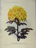 Original Old Antique Print 1910 Chrysanthemum Soleil D'Octobre Flowers 20th